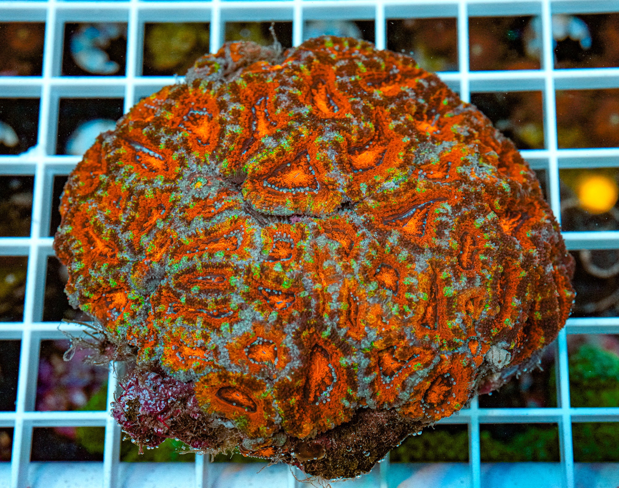 Rainbow Acan Colony