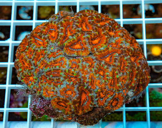 Rainbow Acan Colony