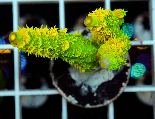 WD Acropora