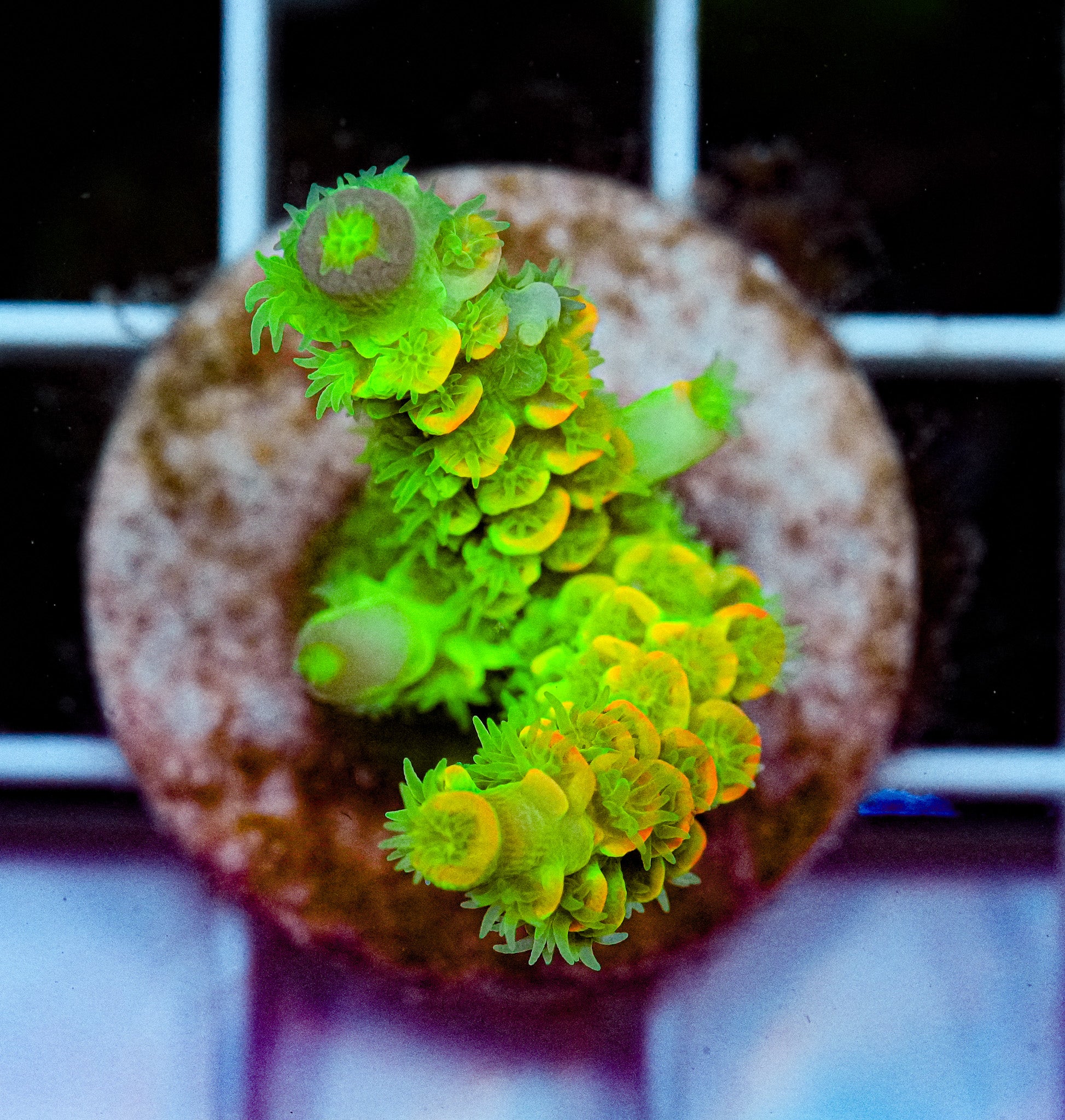 JF Homewrecker