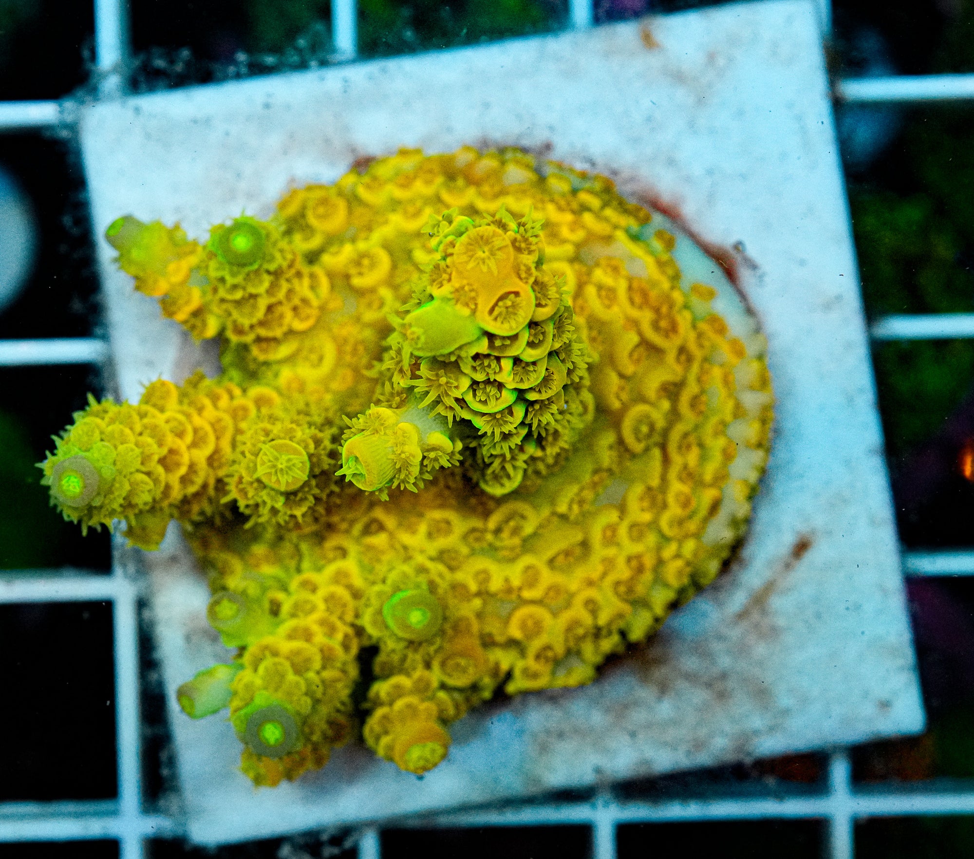 XL WD Acropora