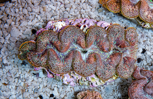 5-6" Aussie Mingaloo Clam RARE