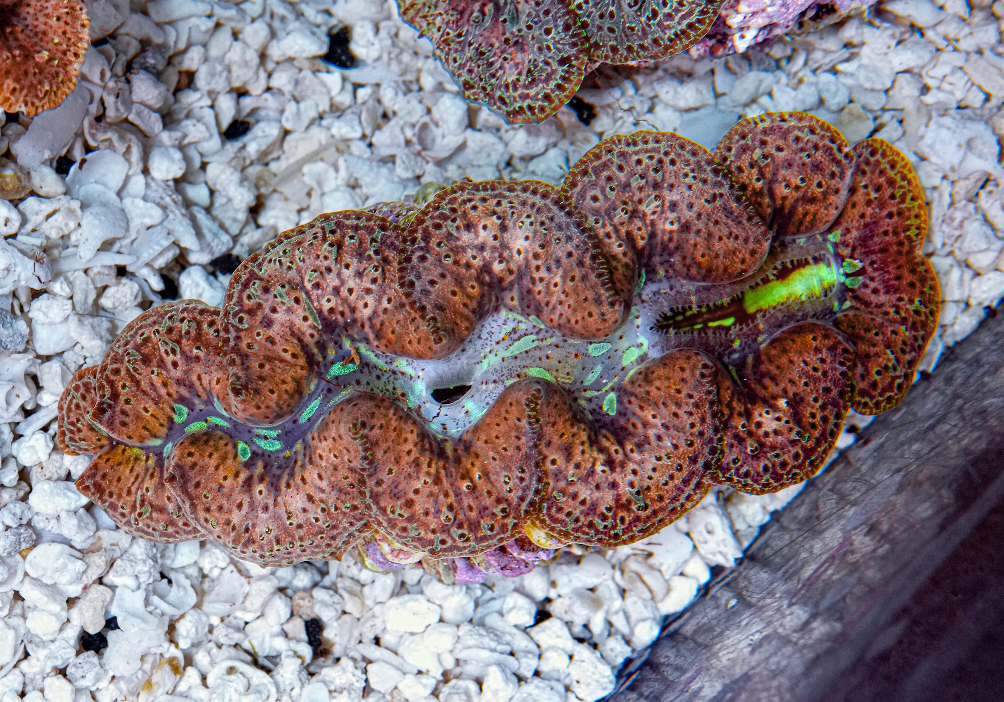 4-5" Aussie Mingaloo Clam RARE