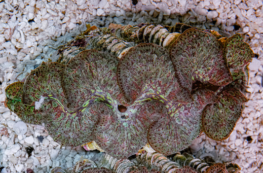 5-6" Aussie Mingaloo Clam RARE