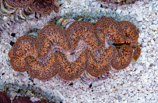 5-6" Aussie Mingaloo Clam RARE