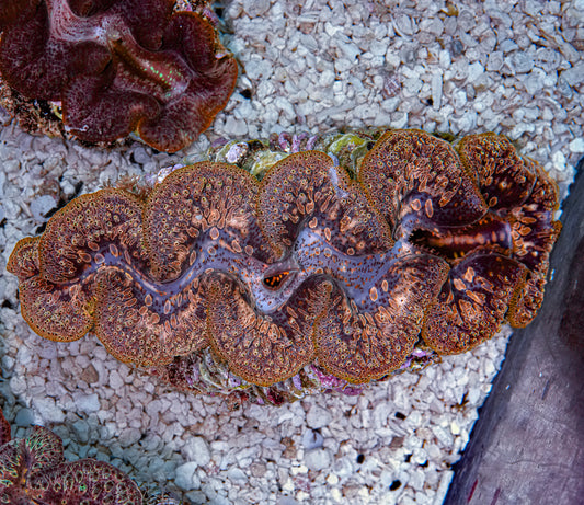 5-6" Aussie Mingaloo Clam RARE