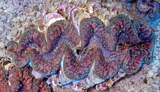 5-6" Aussie Mingaloo Clam RARE