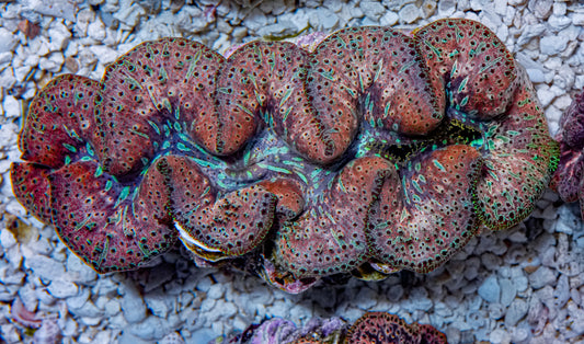 5-6" Aussie Mingaloo Clam RARE