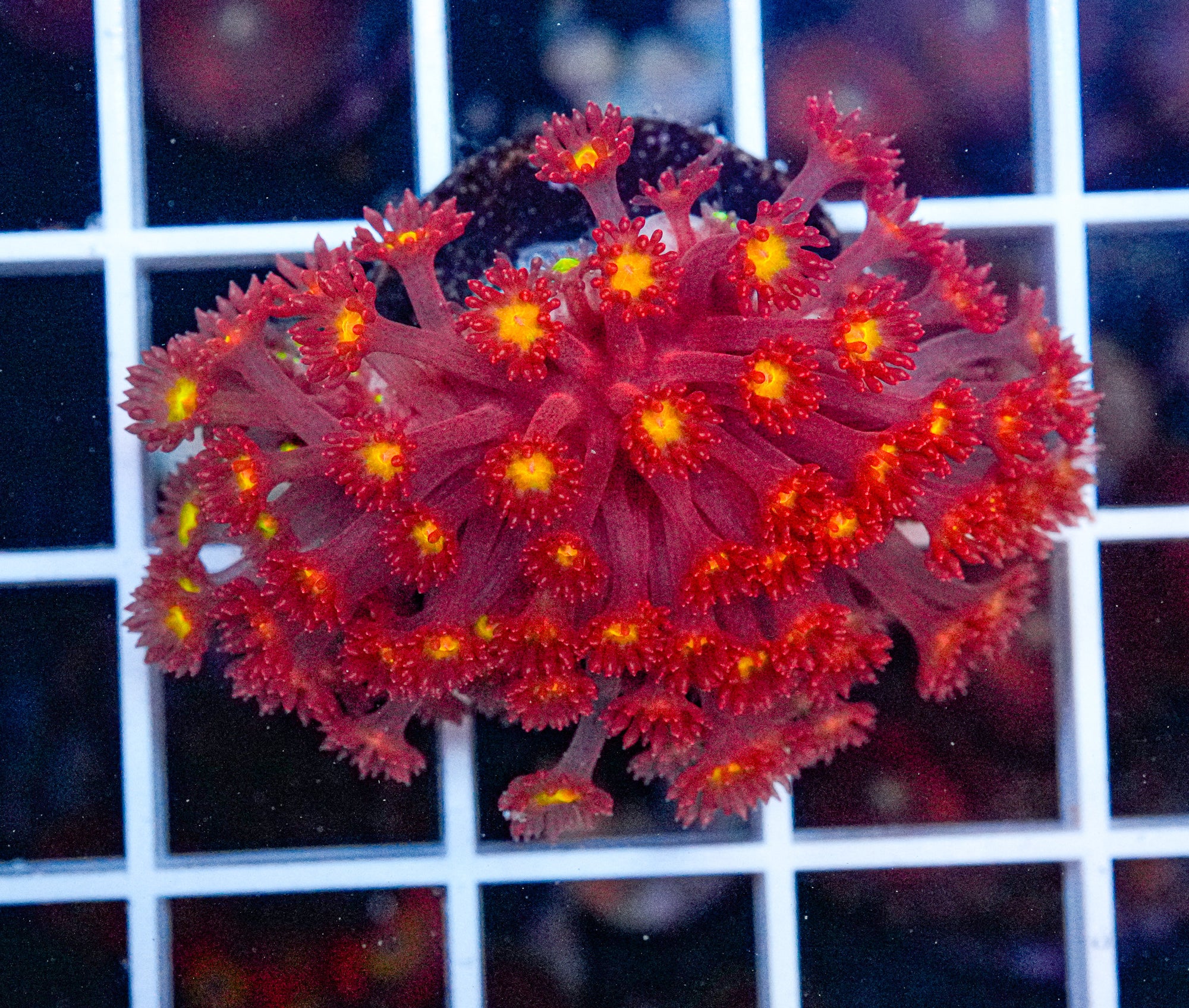 ULTRA Goniopora