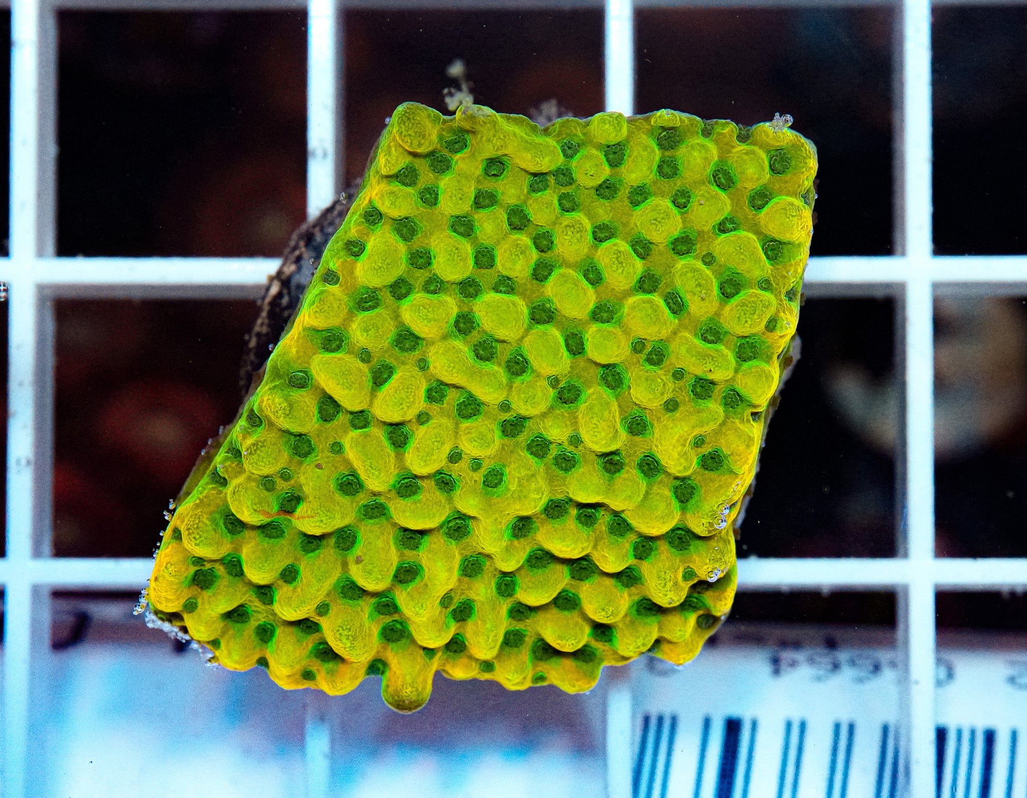 Encrusting Montipora
