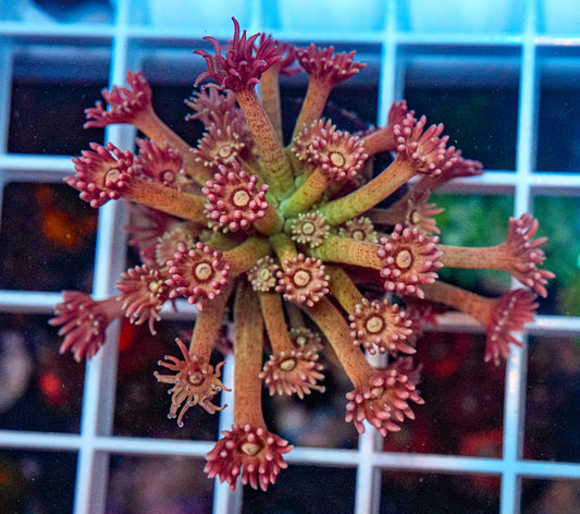 Rainbow Goniopora