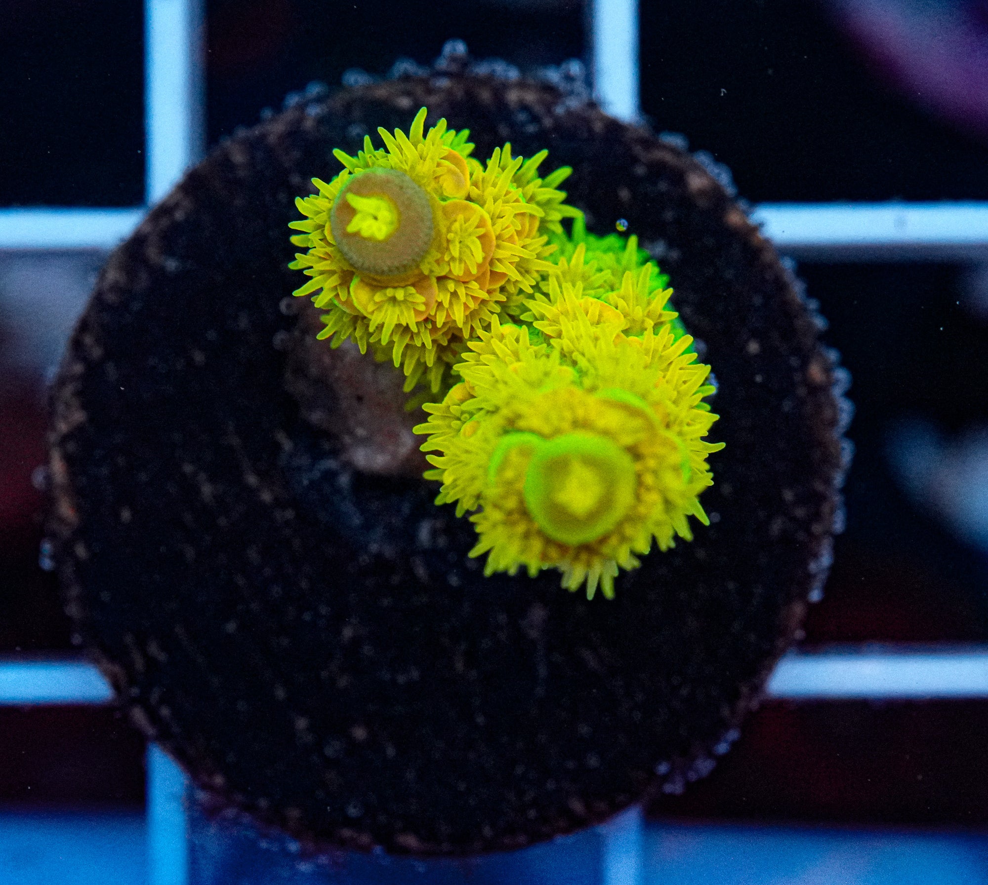 WD Acropora