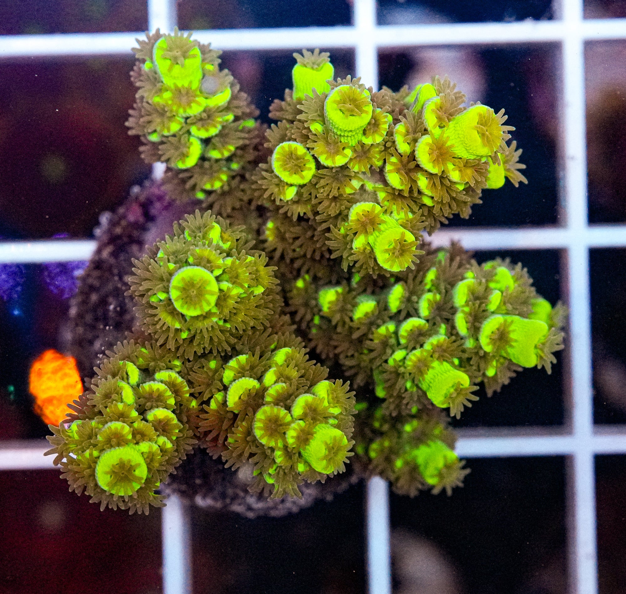 ULTRA Yellow Acropora