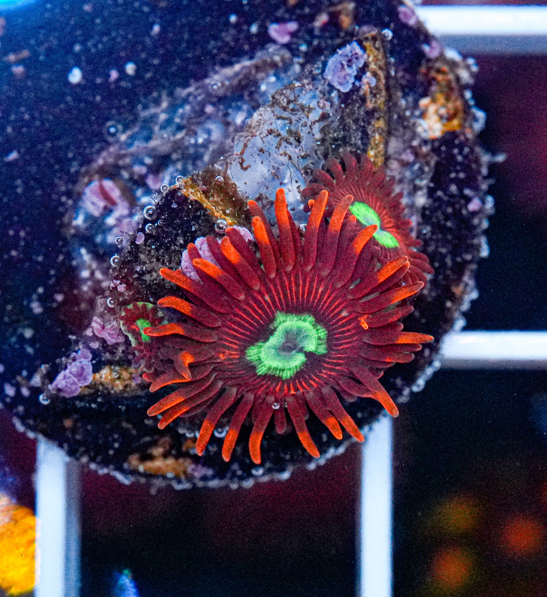 Hot Shot Zoas