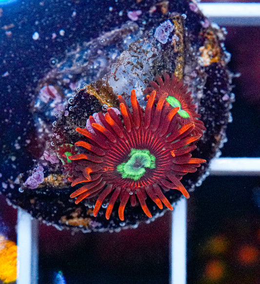 Hot Shot Zoas
