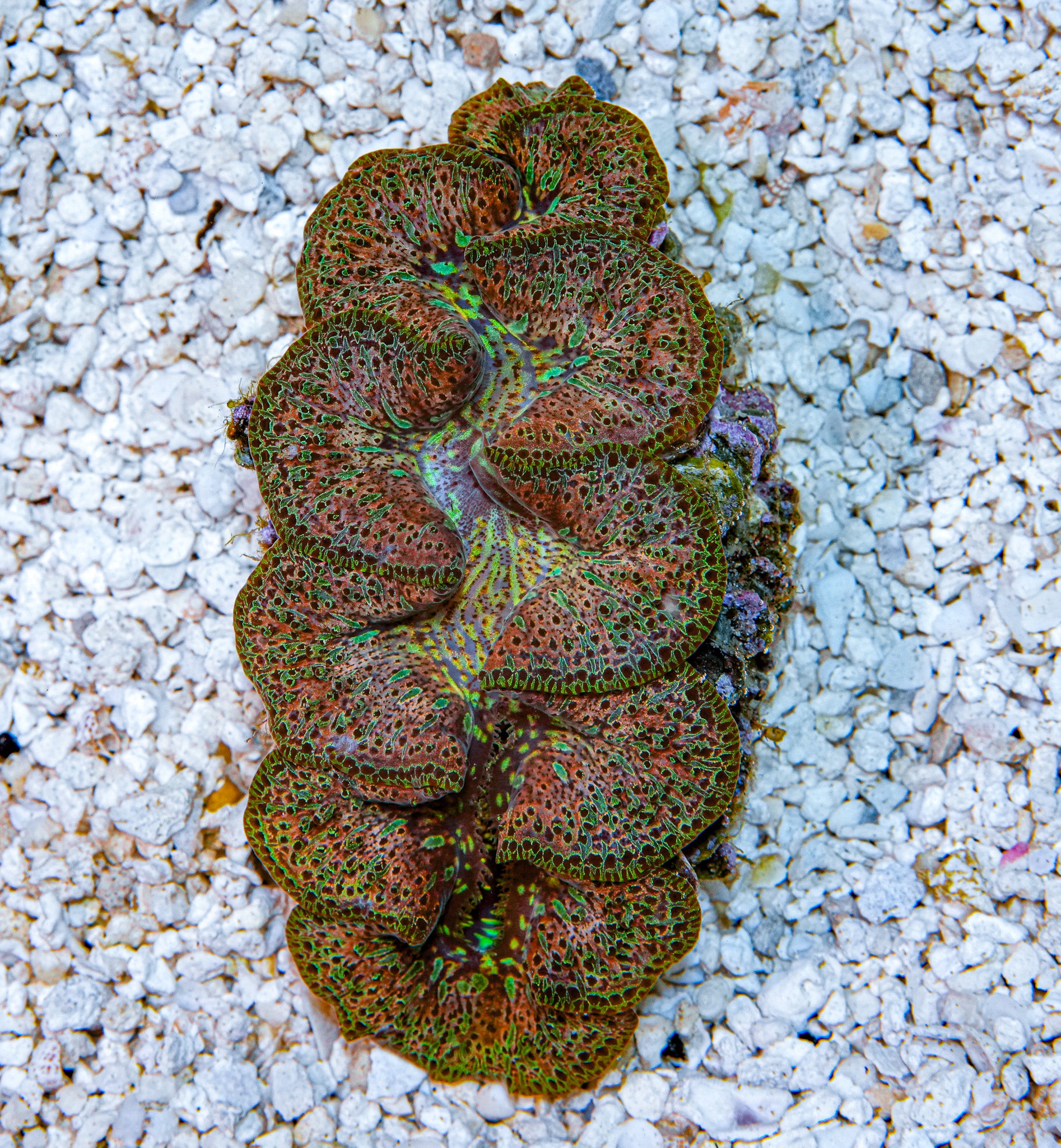 4-5" Aussie Mingaloo Clam