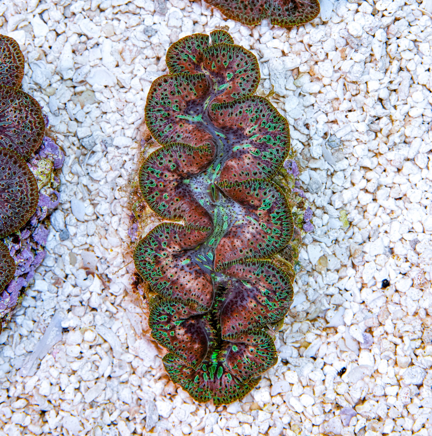 4-5" Aussie Mingaloo Clam