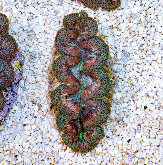 4-5" Aussie Mingaloo Clam