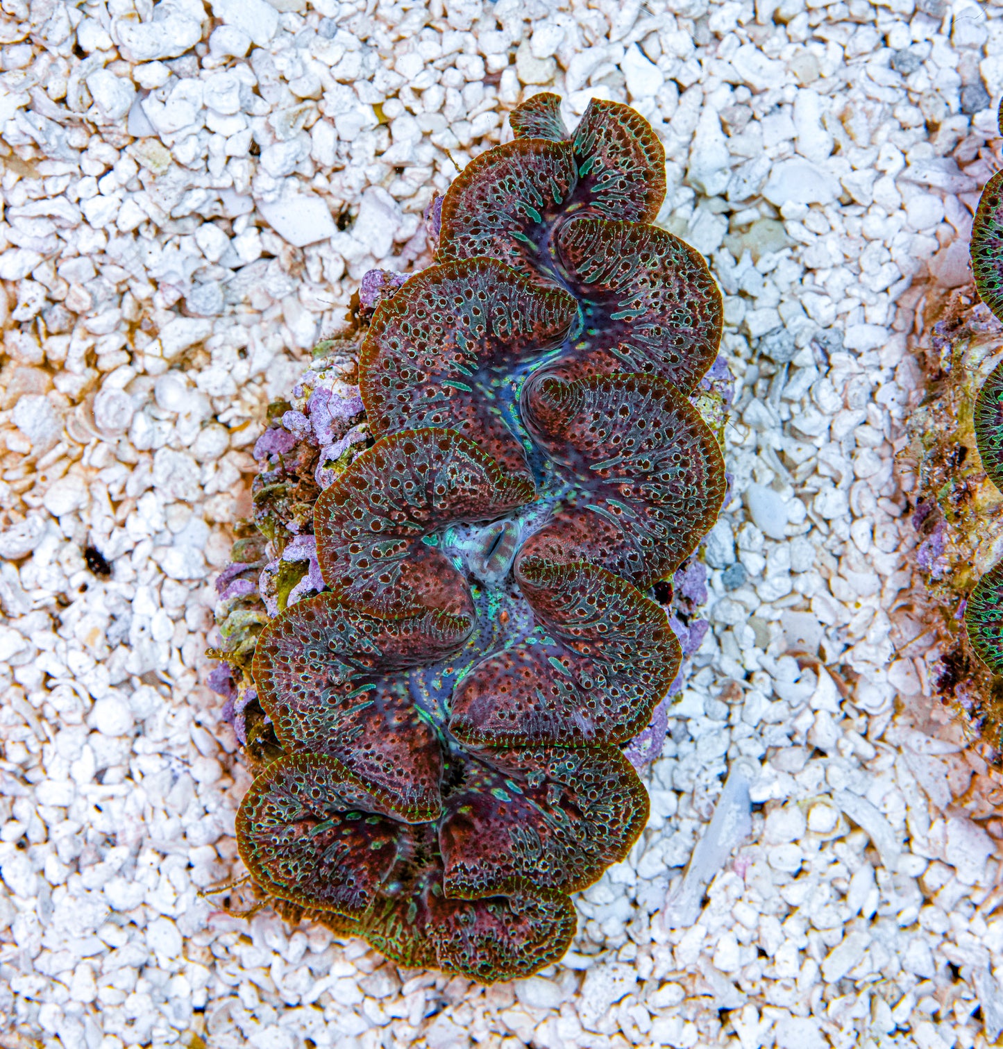 4-5" Aussie Mingaloo Clam