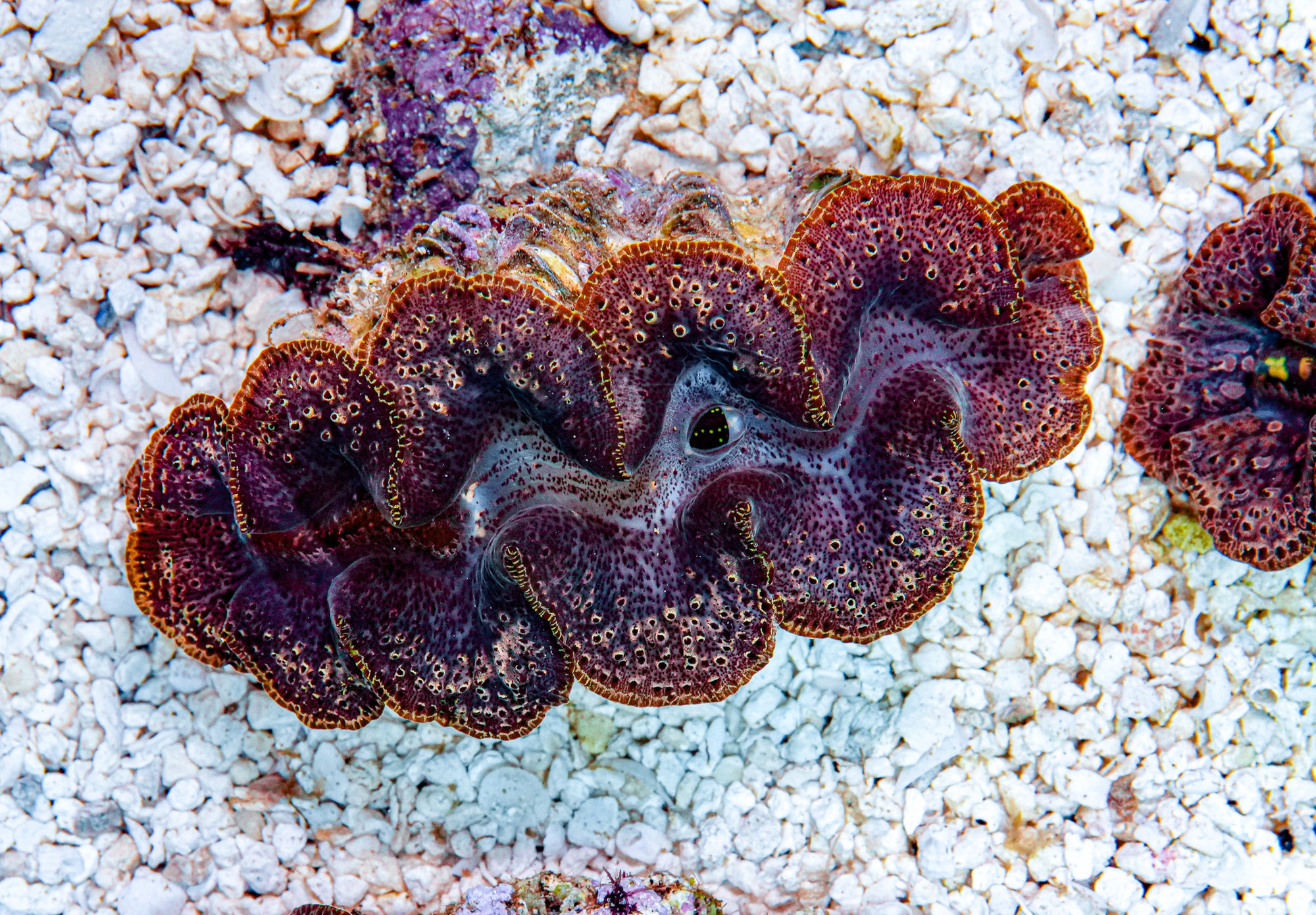 4-5" Aussie Mingaloo Clam