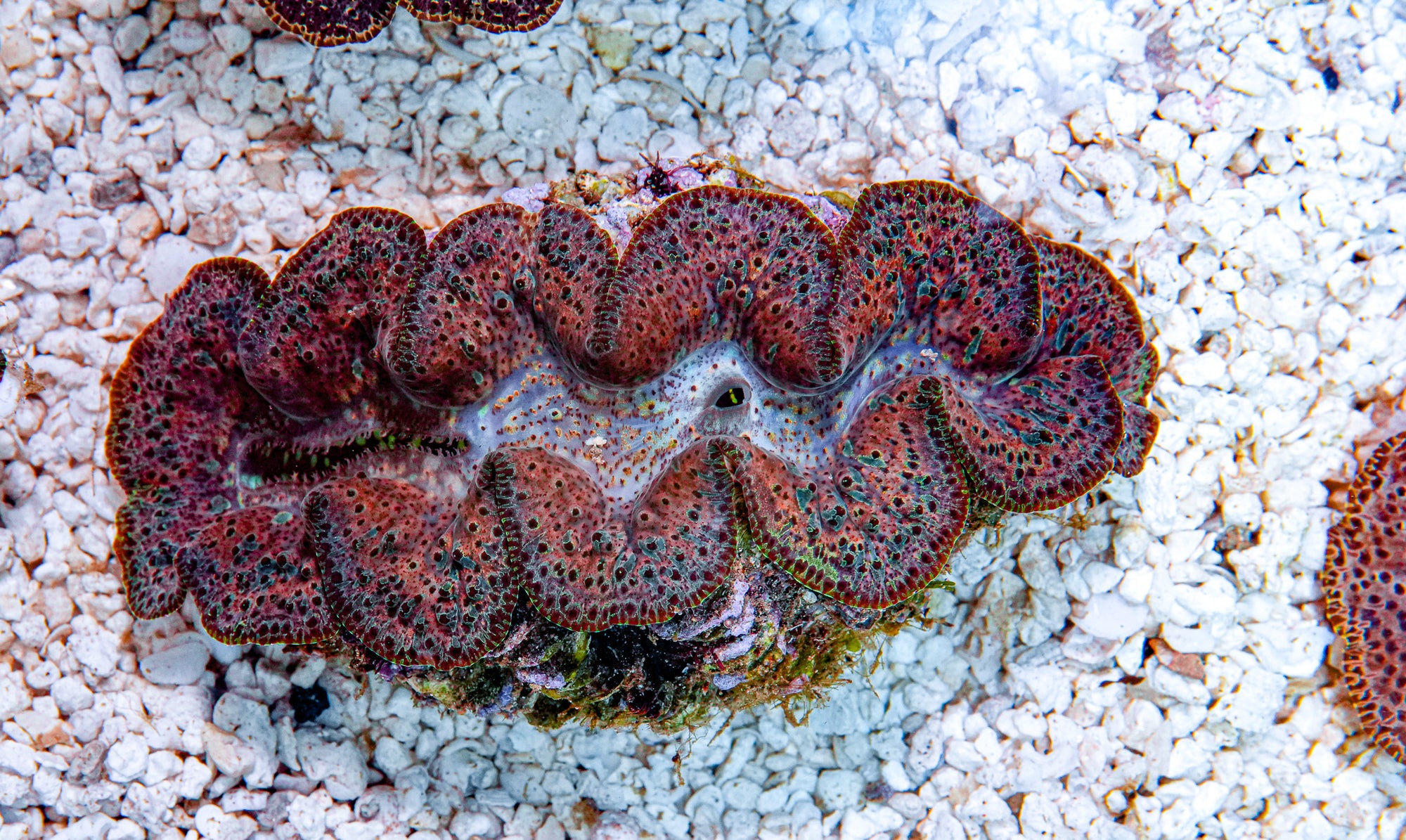 4-5" Aussie Mingaloo Clam