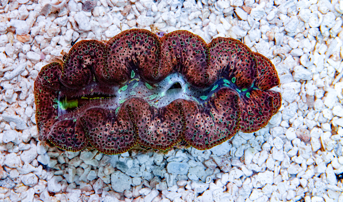 4-5" Aussie Mingaloo Clam