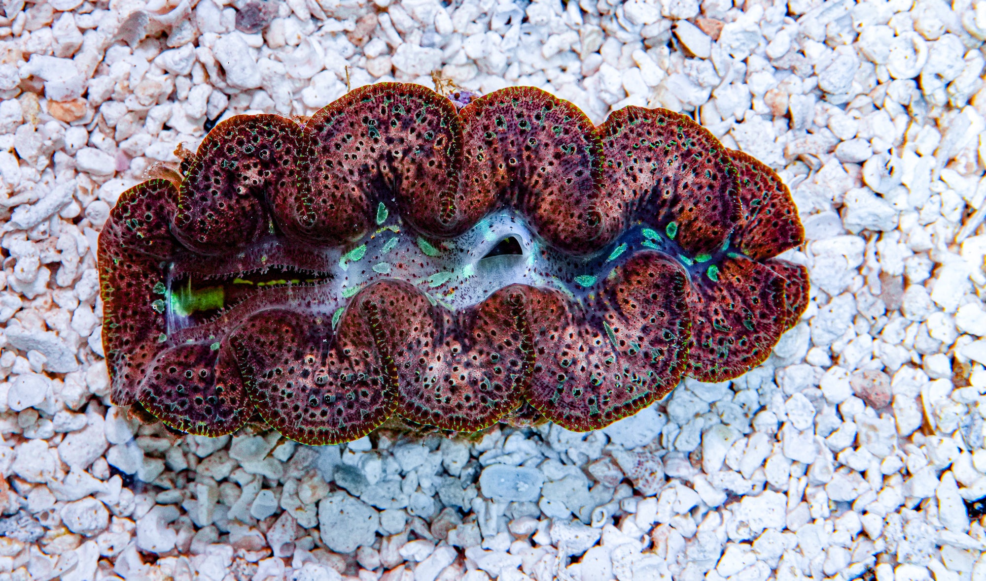 4-5" Aussie Mingaloo Clam