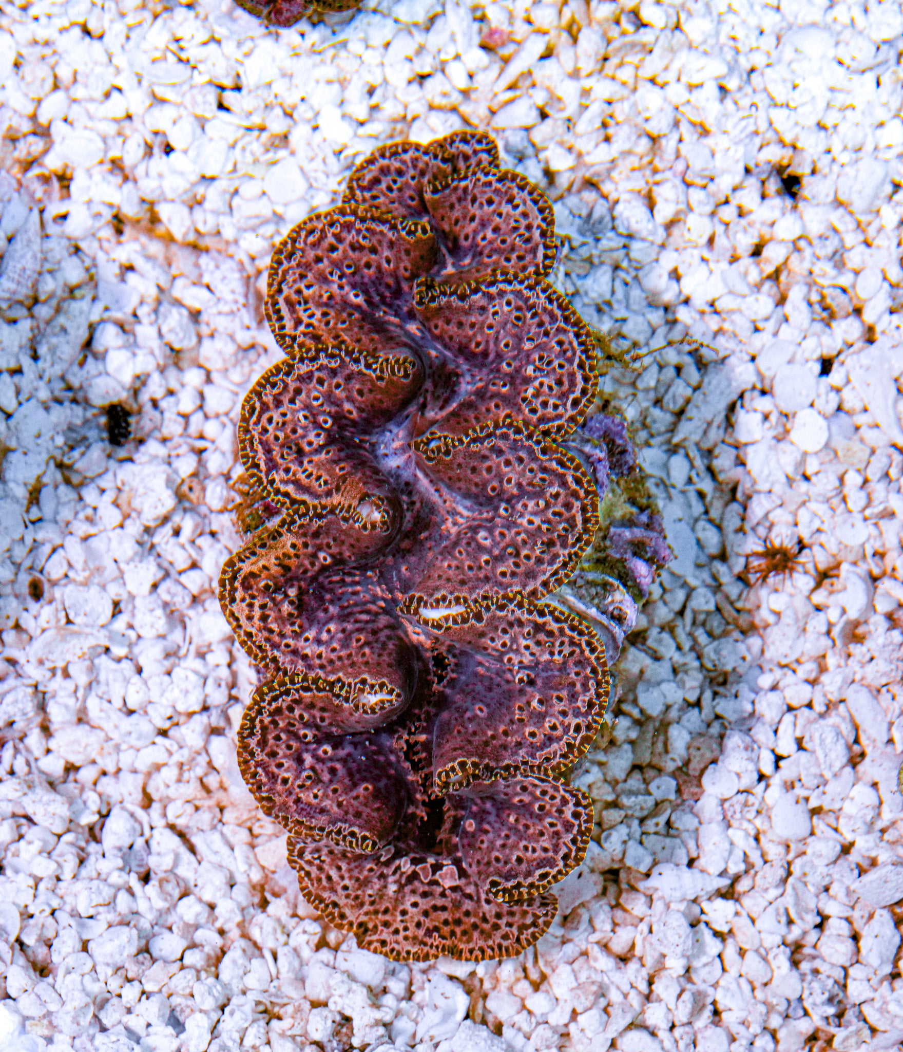 4-5" Aussie Mingaloo Clam