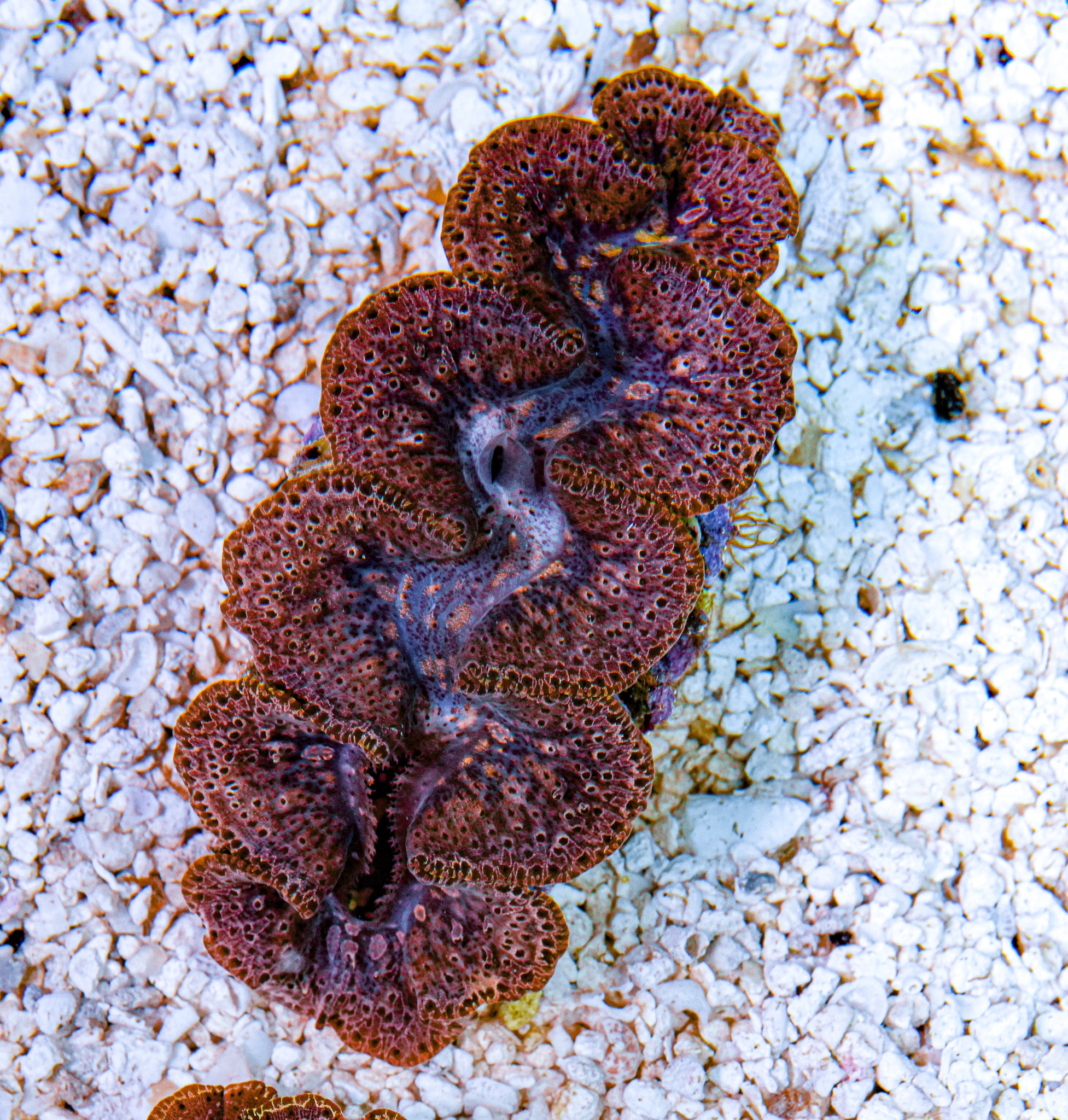 4-5" Aussie Mingaloo Clam