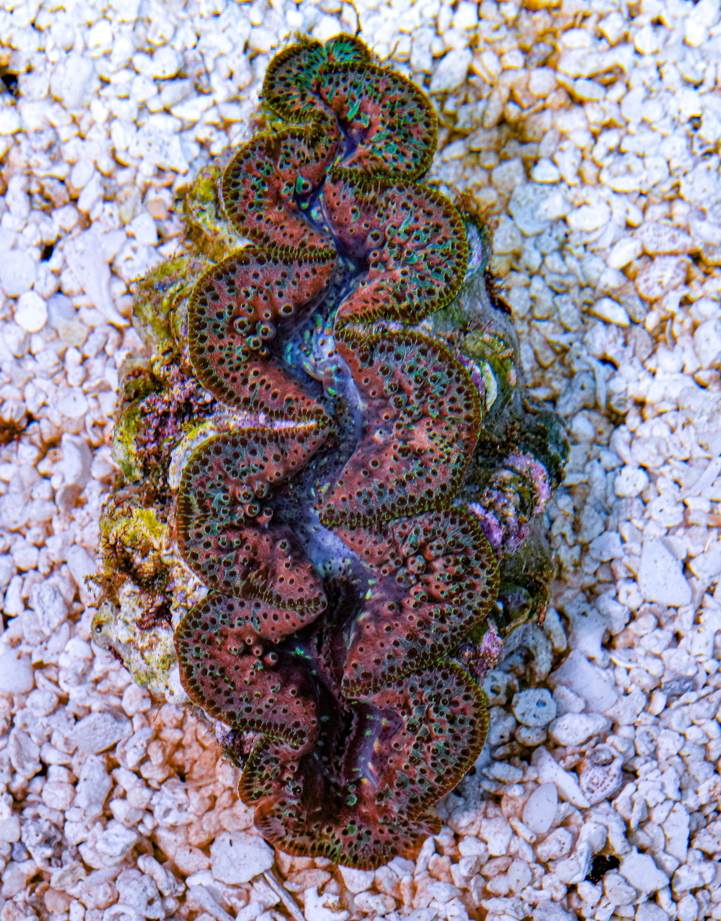 4-5" Aussie Mingaloo Clam