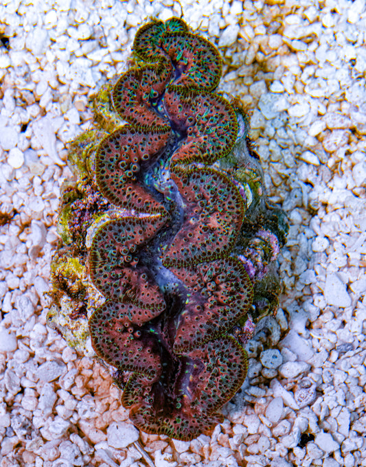 4-5" Aussie Mingaloo Clam