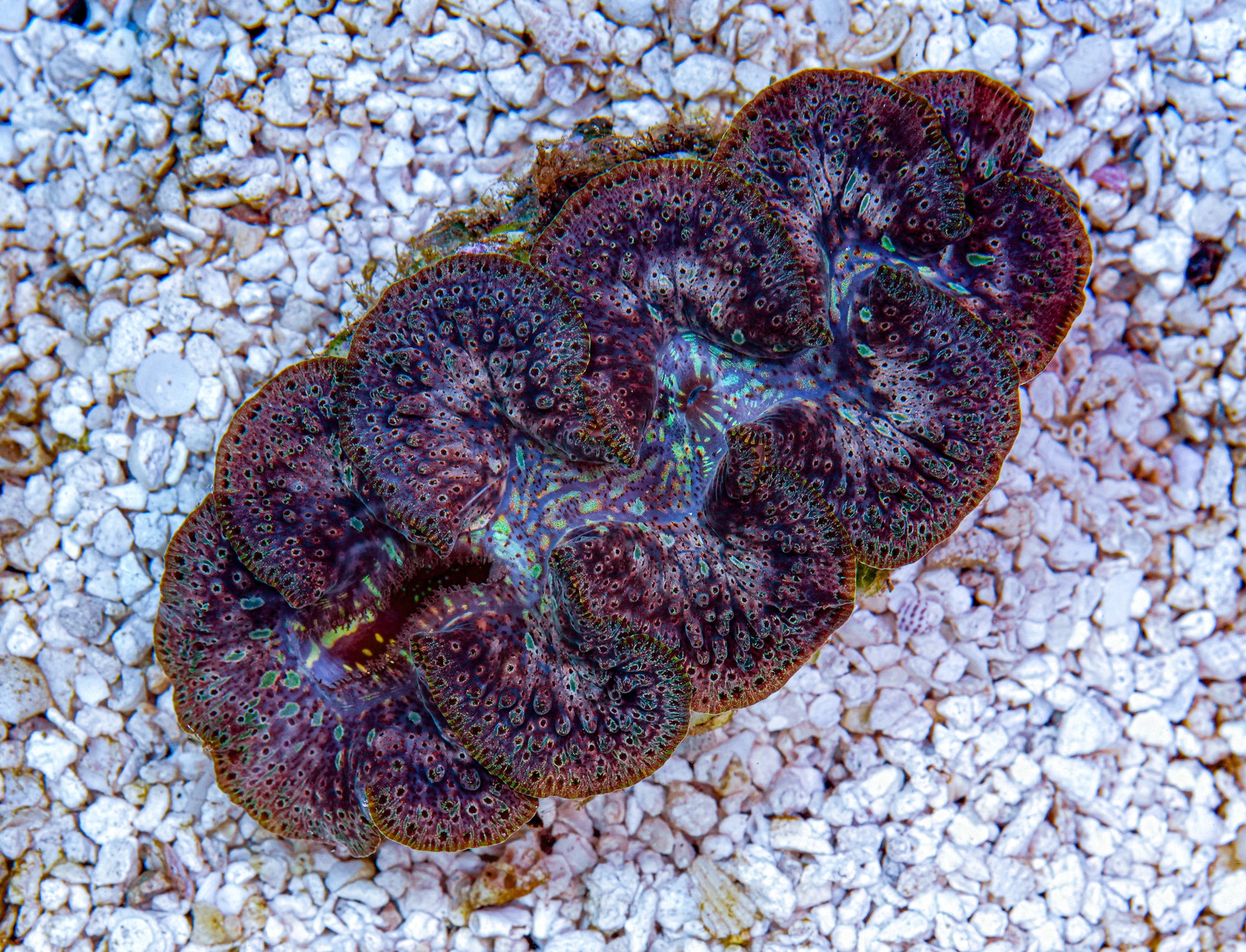 4-5" Aussie Mingaloo Clam
