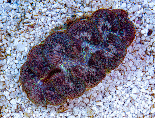4-5" Aussie Mingaloo Clam