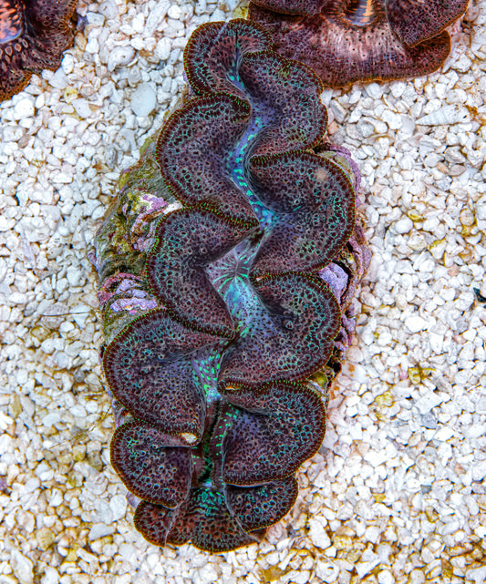 4-5" Aussie Mingaloo Clam