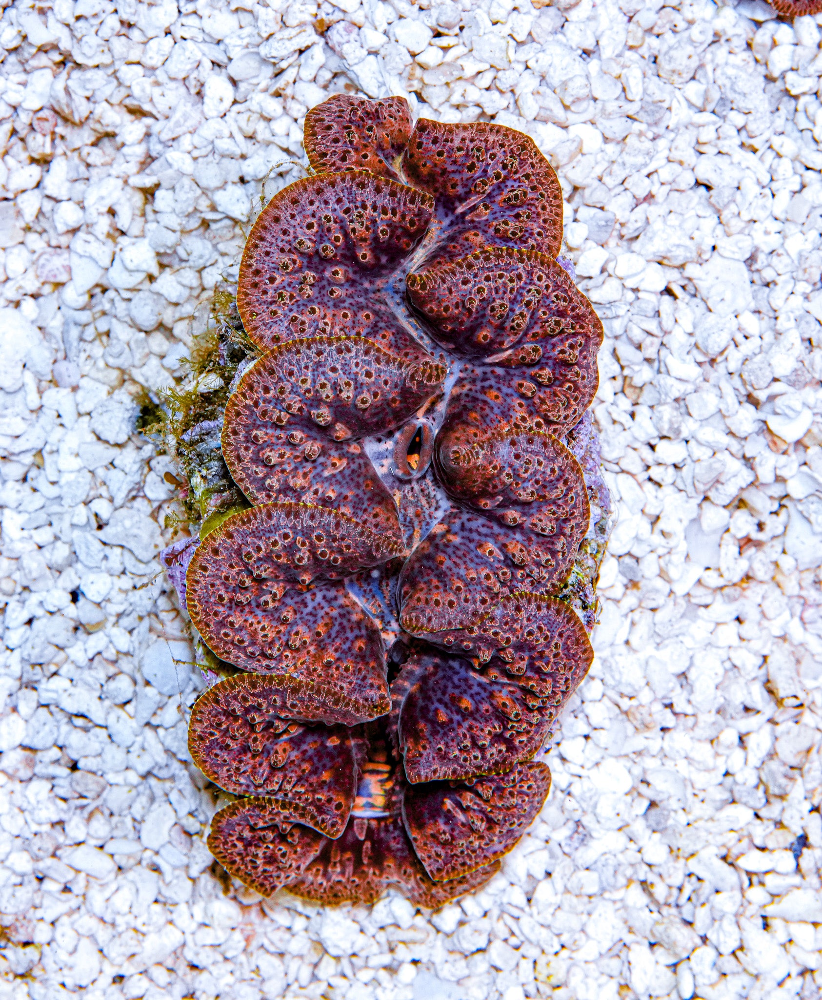 4-5" Aussie Mingaloo Clam
