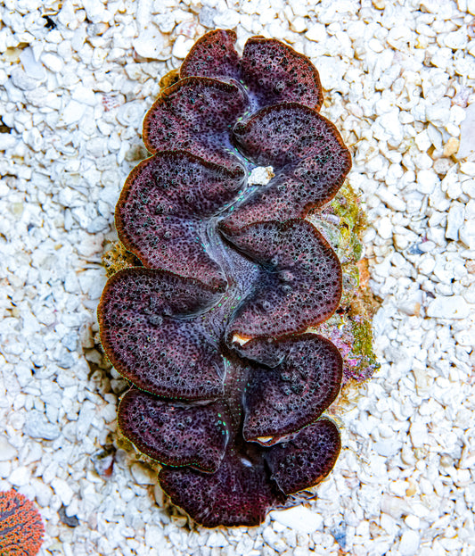 4-5" Aussie Mingaloo Clam