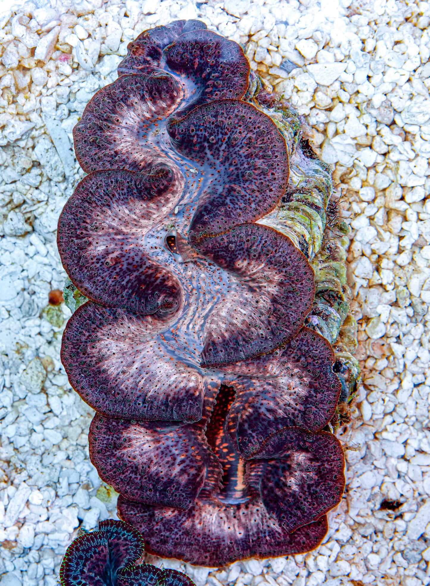 4-5" Aussie Mingaloo Clam