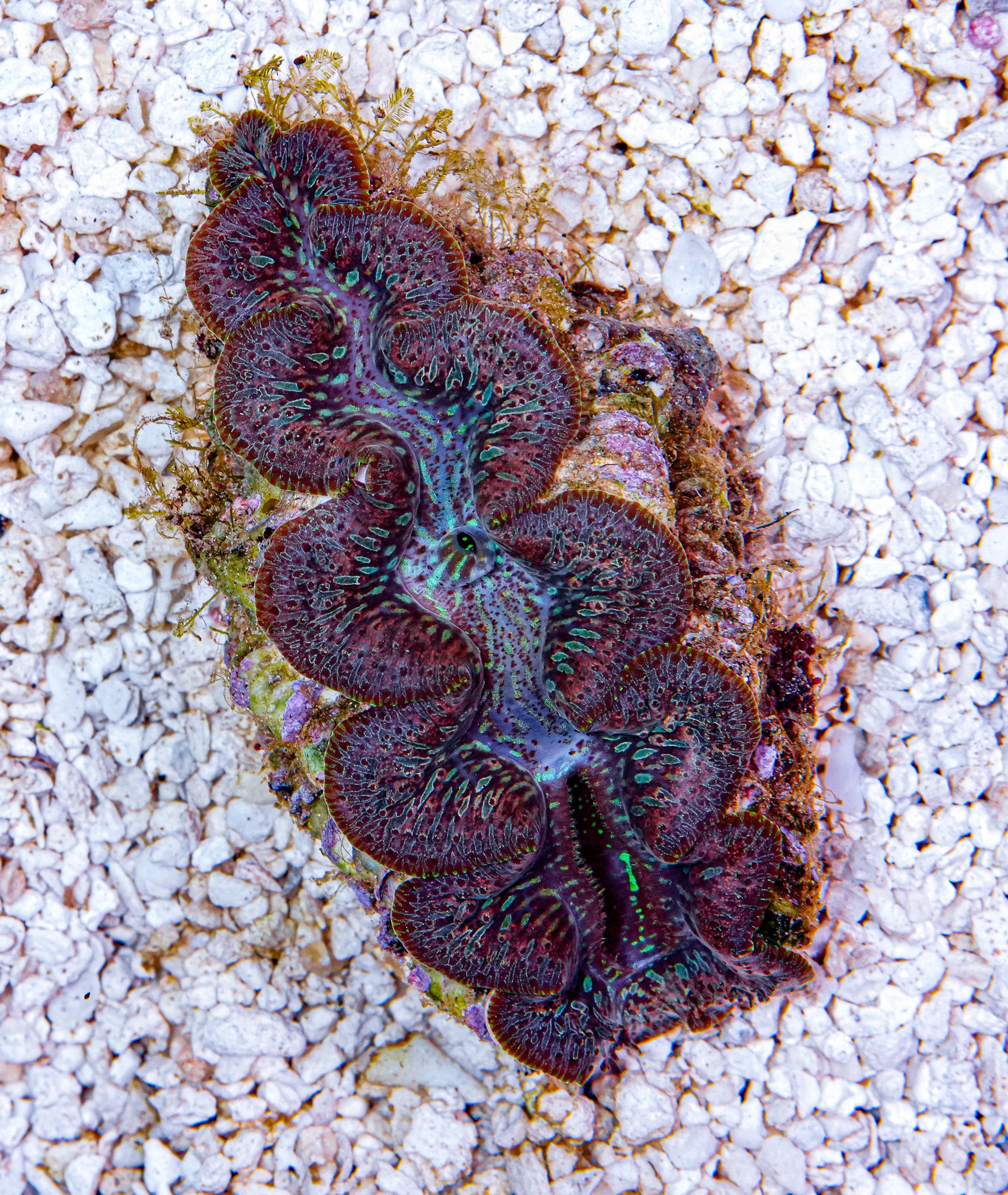 4-5" Aussie Mingaloo Clam