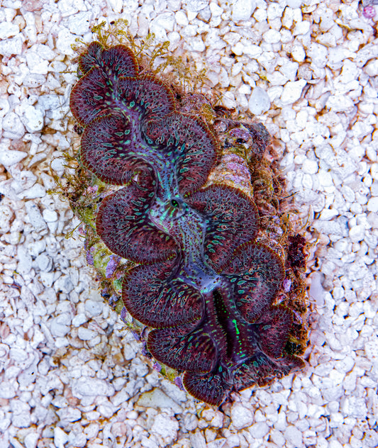 4-5" Aussie Mingaloo Clam