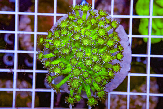 Glitter Goniopora