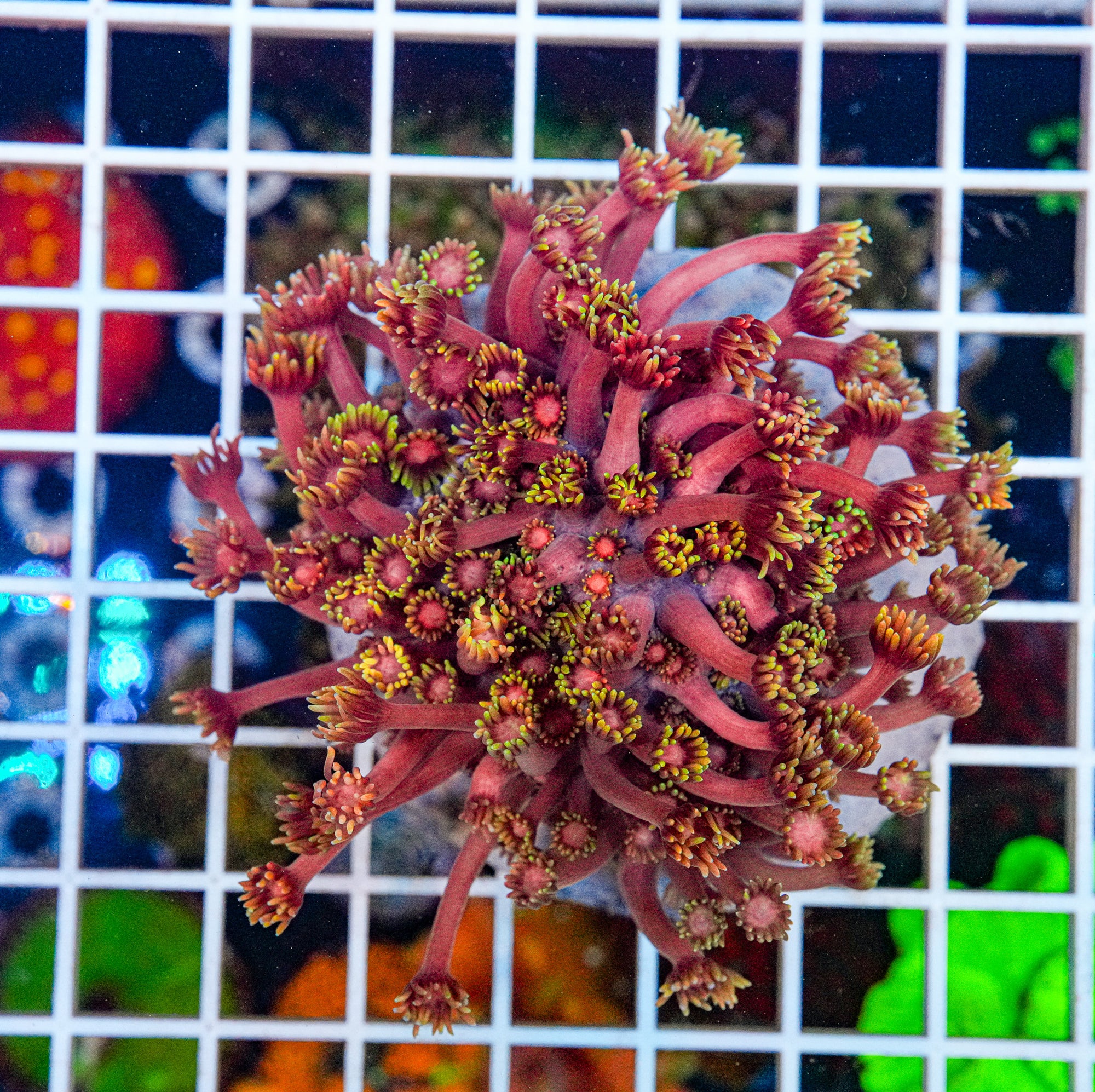Ultra Rainbow Goniopora