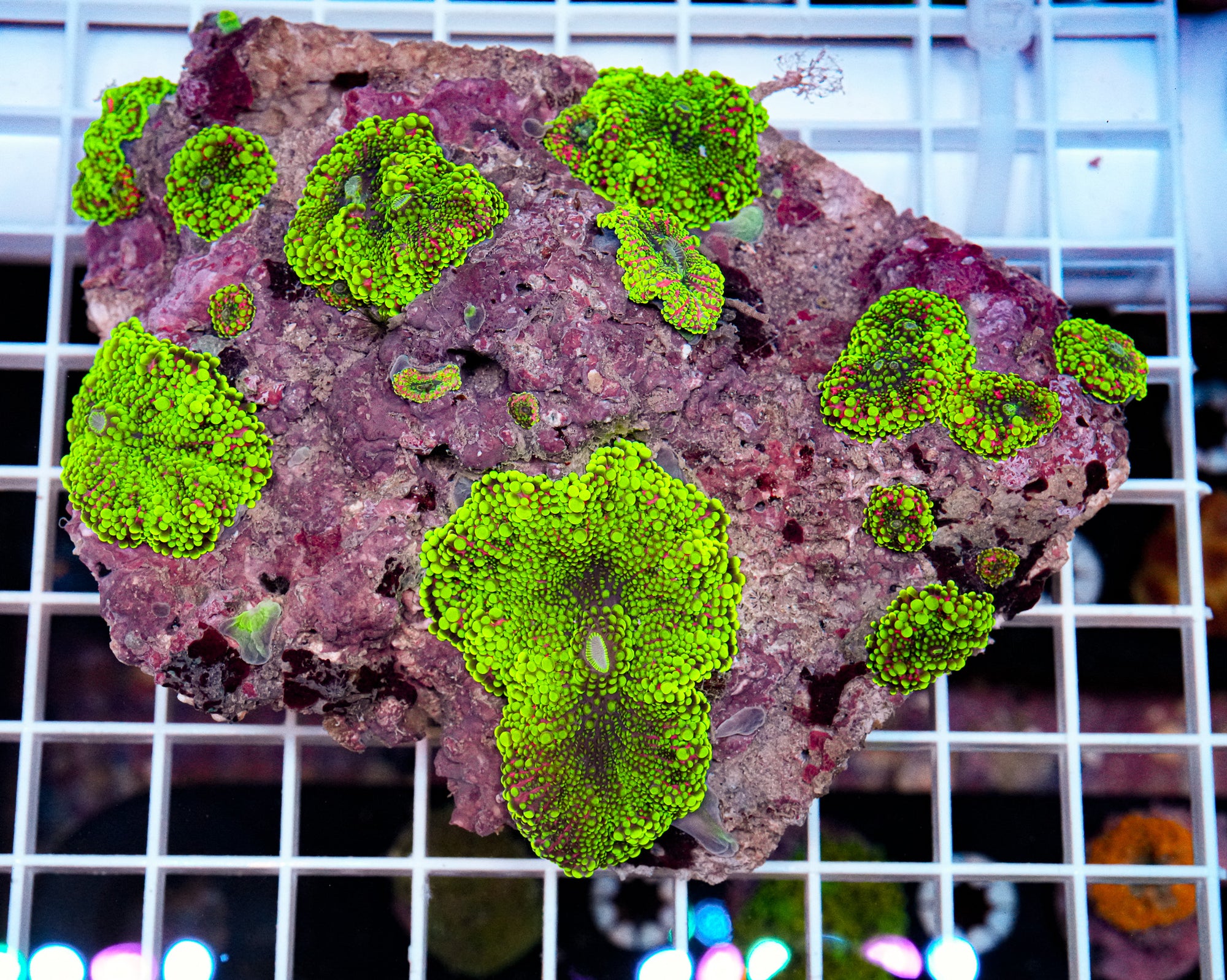 Toxic Bleeding Yuma Colony