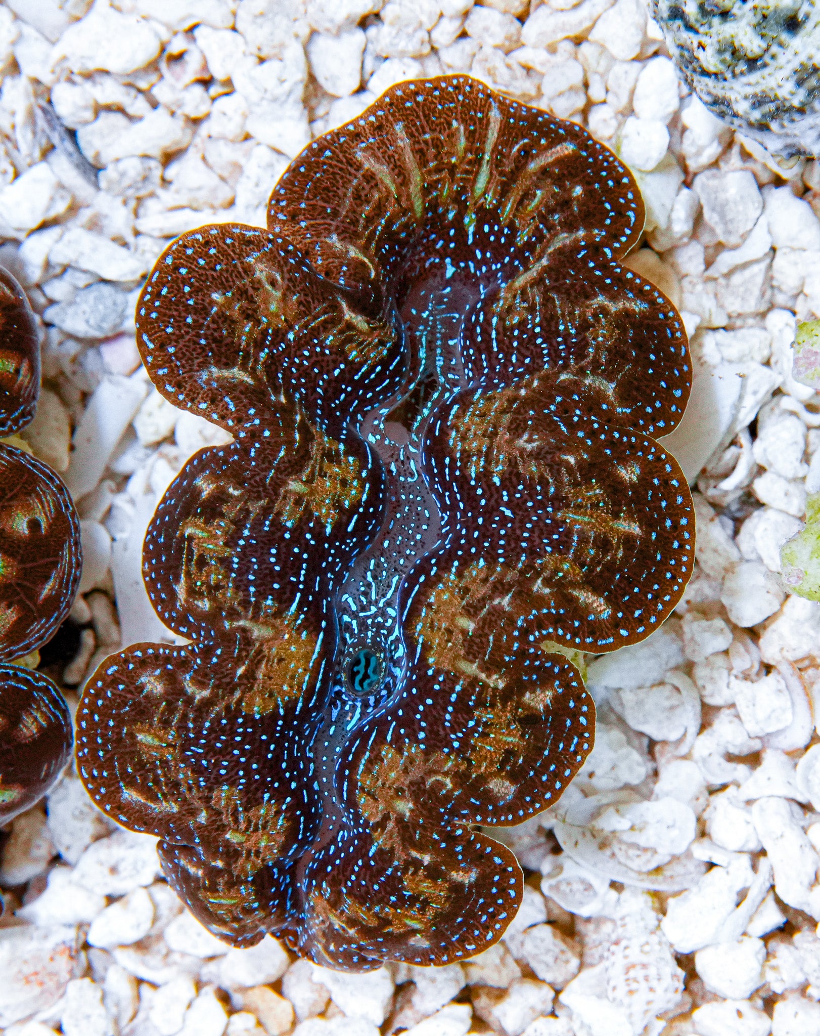 2" Ultra Crocea