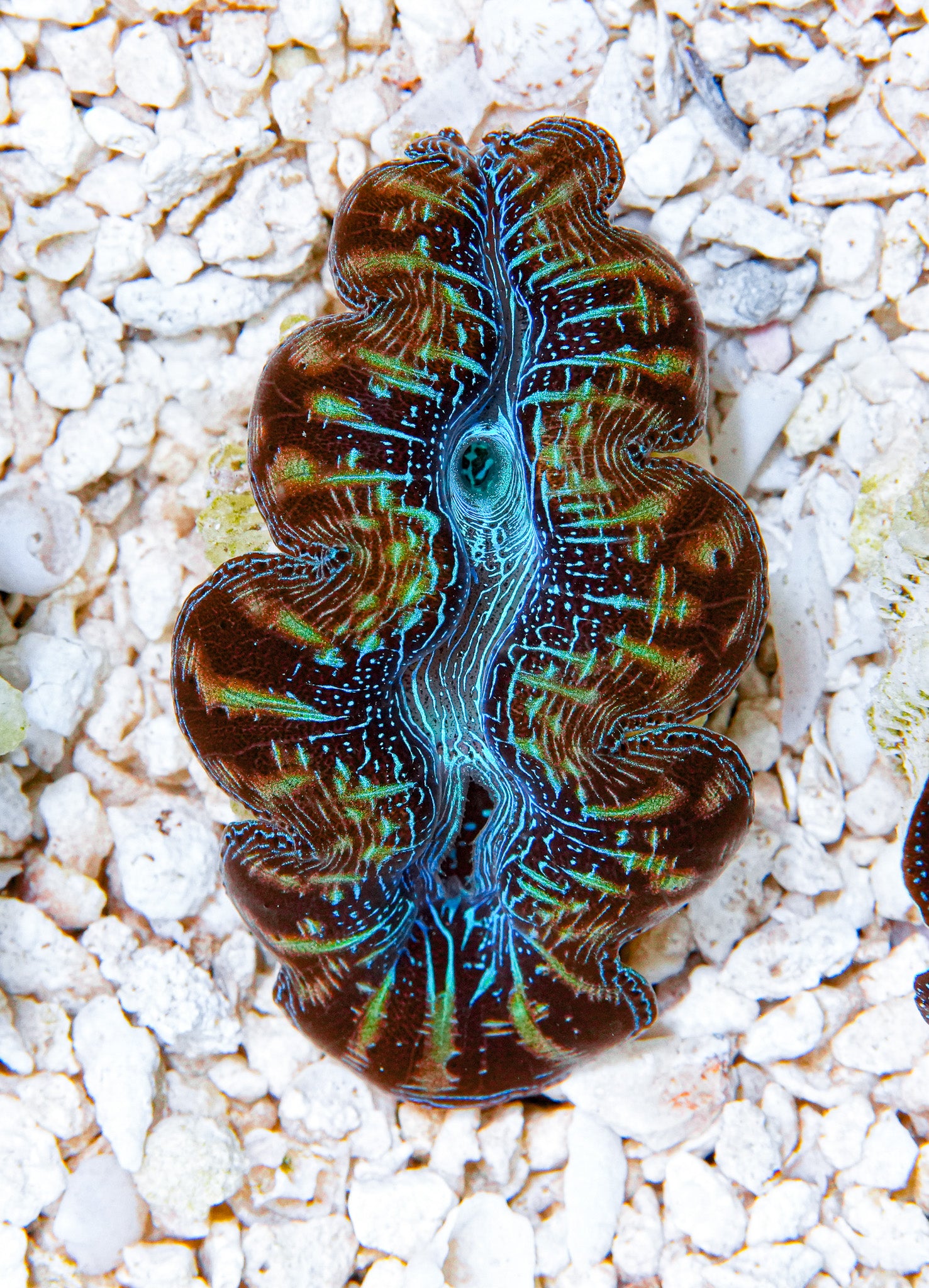 2" Ultra Crocea