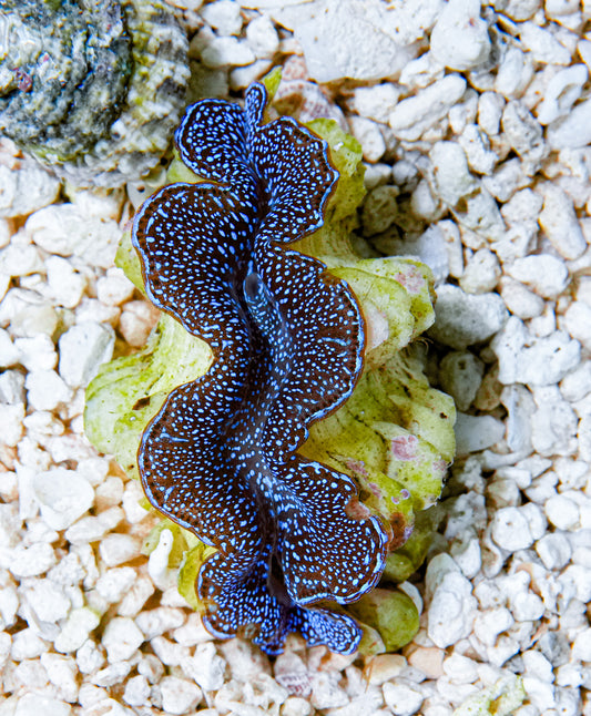 2" Blue Squamosa RARE