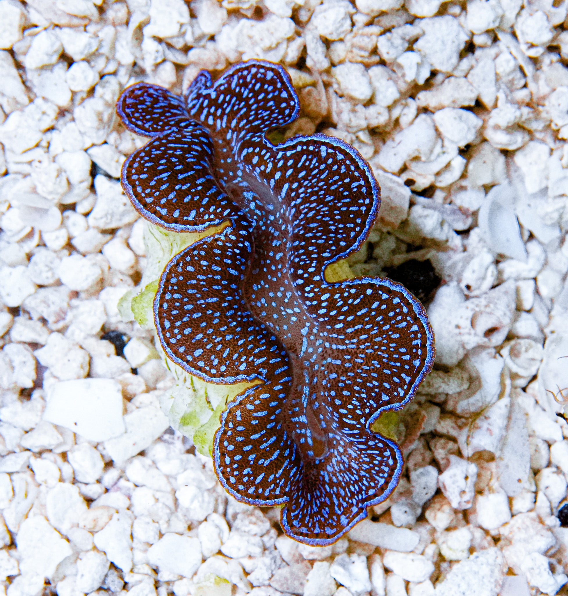 2" Blue Squamosa RARE