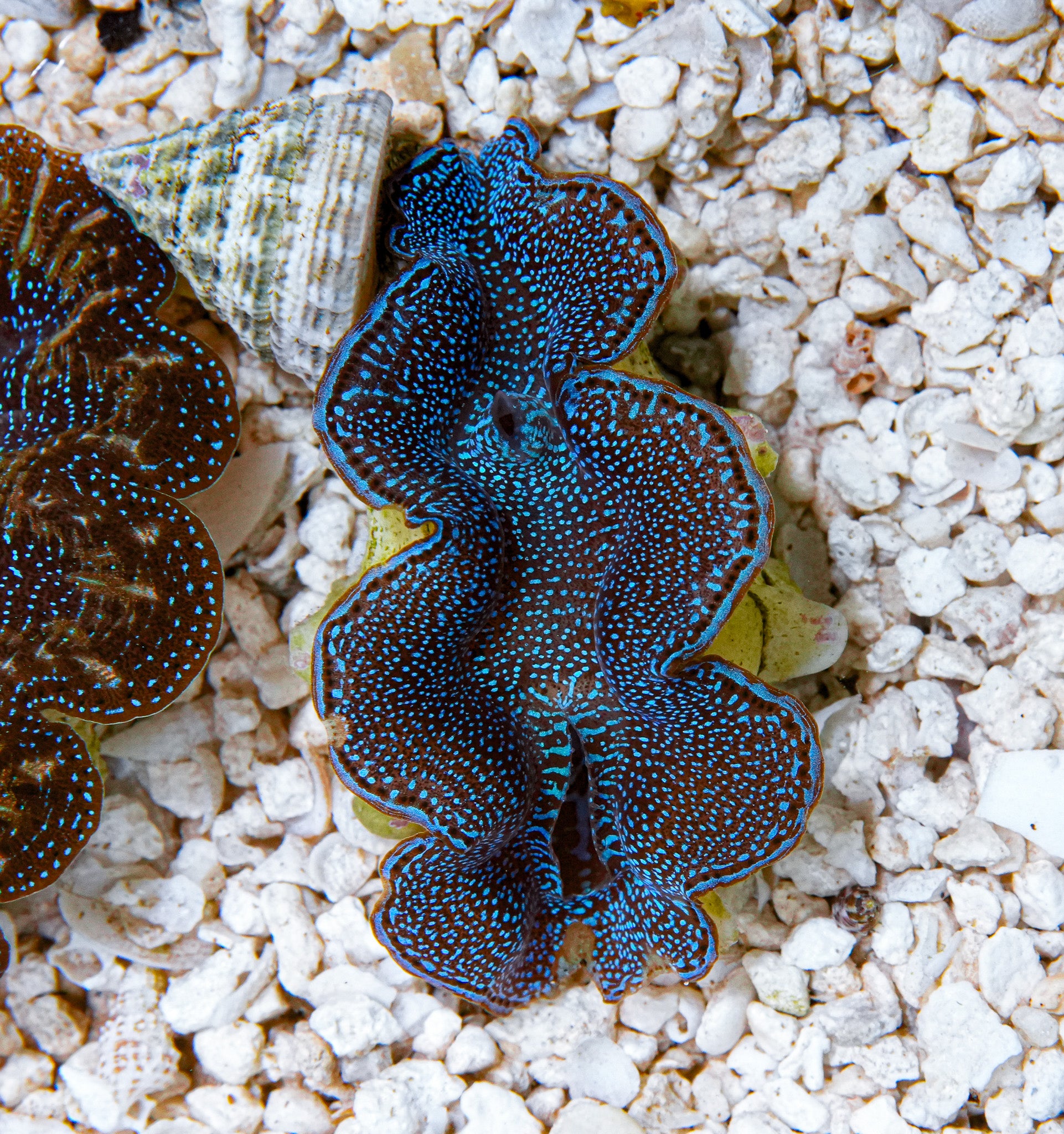 2" Blue Squamosa RARE