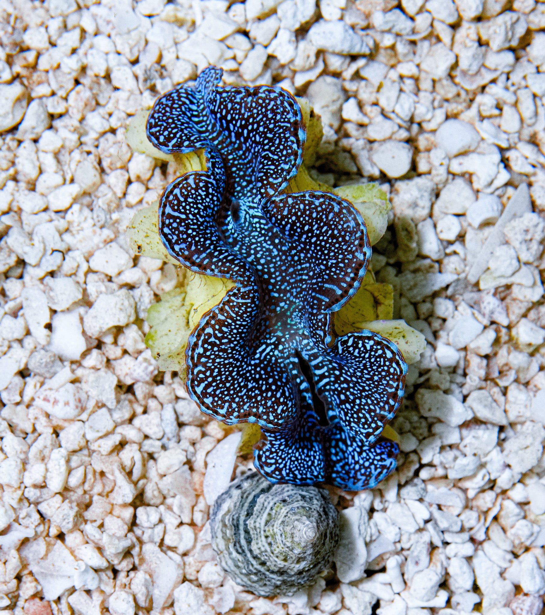 2" Blue Squamosa RARE
