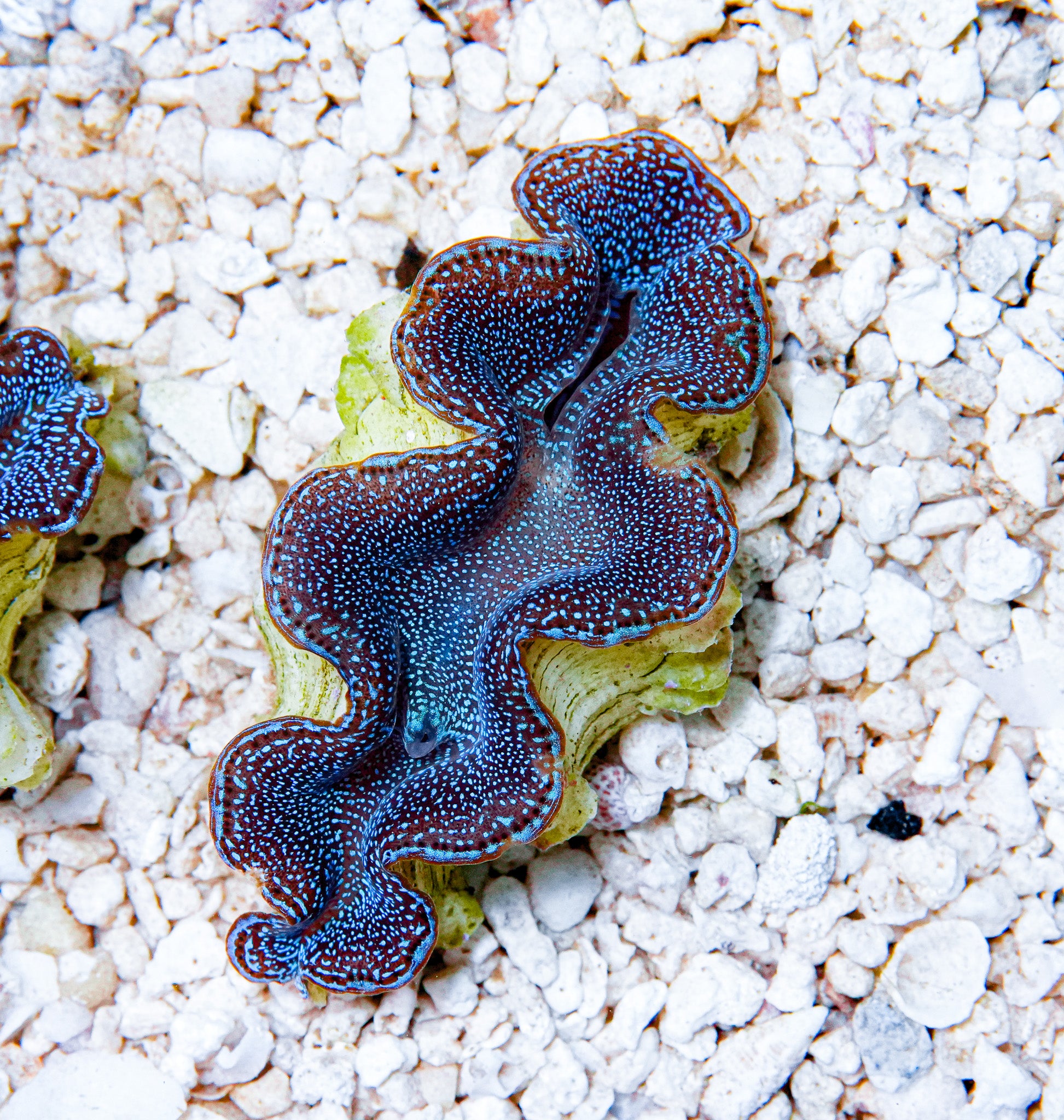 2" Blue Squamosa RARE