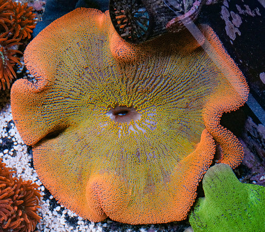 8-10" Rainbow Haddoni Carpet